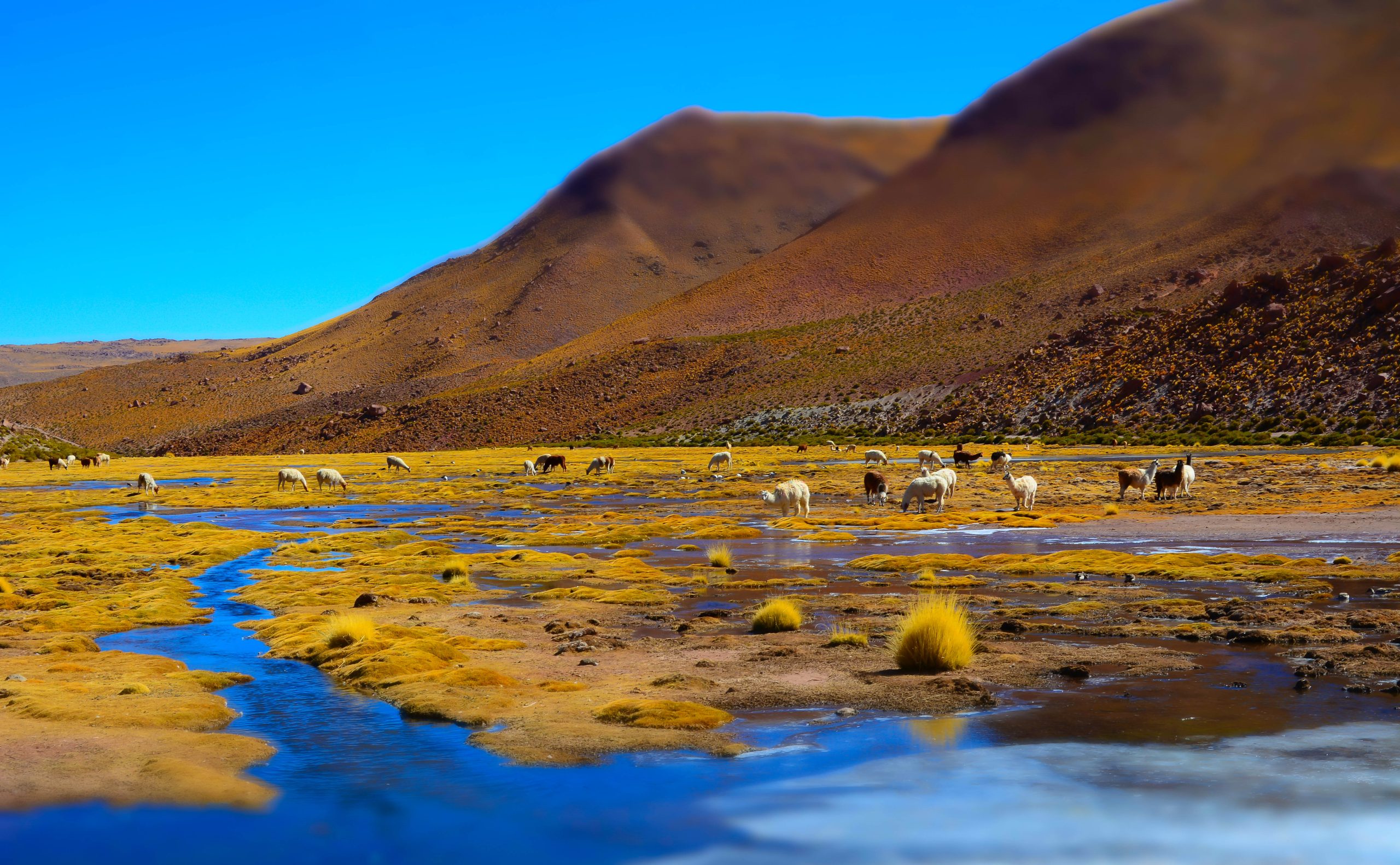 Reservar Habitaciones Hostal Jama San Pedro de Atacama Chile